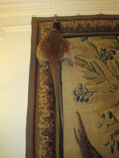 Faisan naturalis�