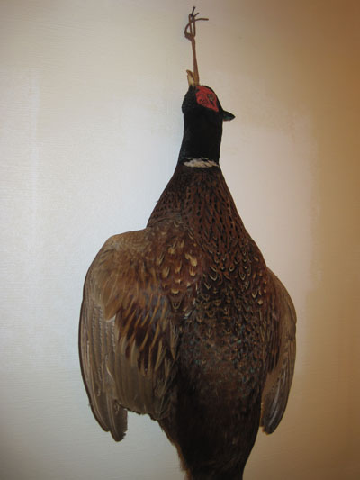 Faisan naturalis�