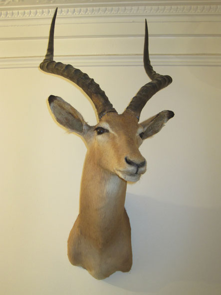 tete de gazelle tete de gazelle
