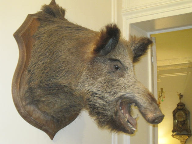 Sanglier t�te en cape
